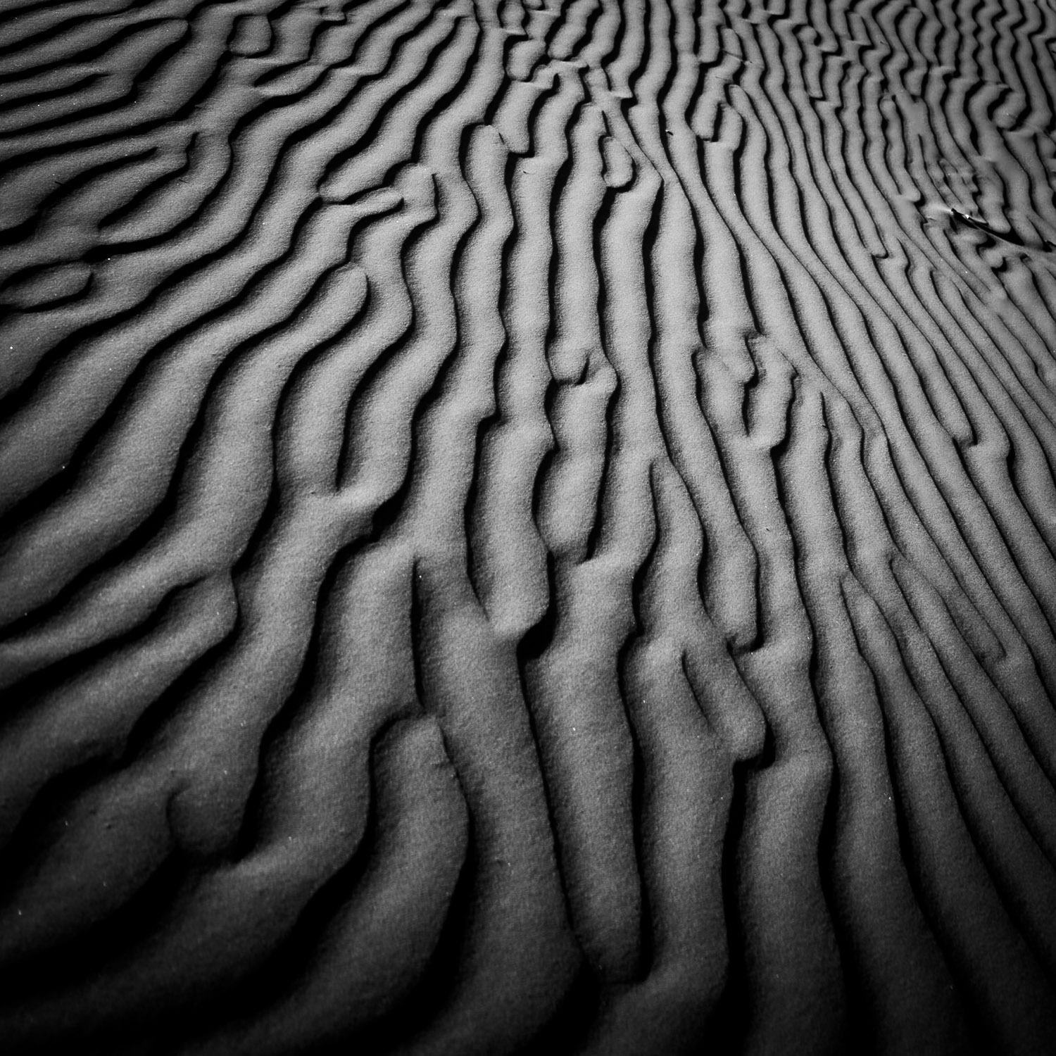 fine art black and white image of repeated sand ripple structures creating abstract topography